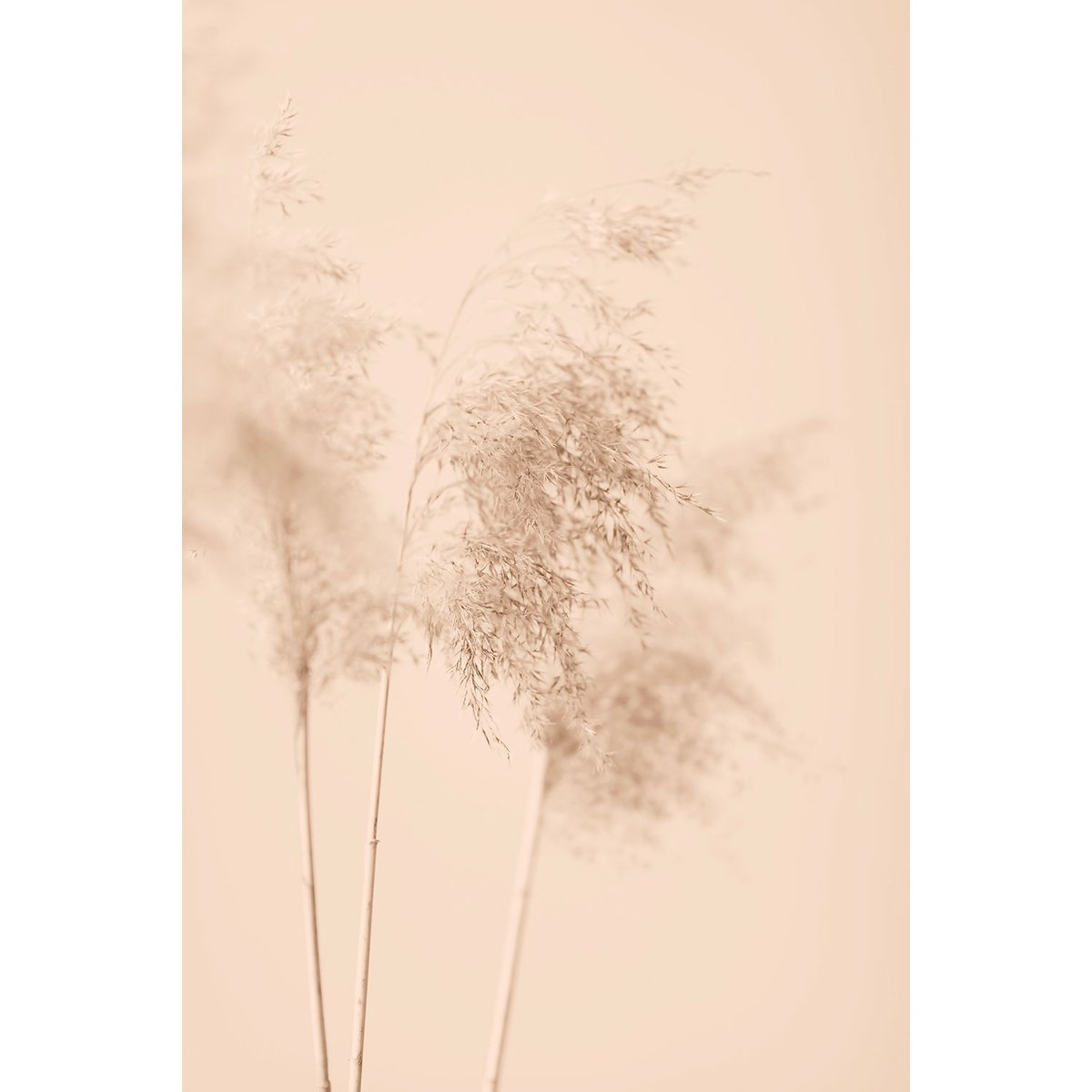 Tableau des champs sauvages tableau alu dibond, HEXOA