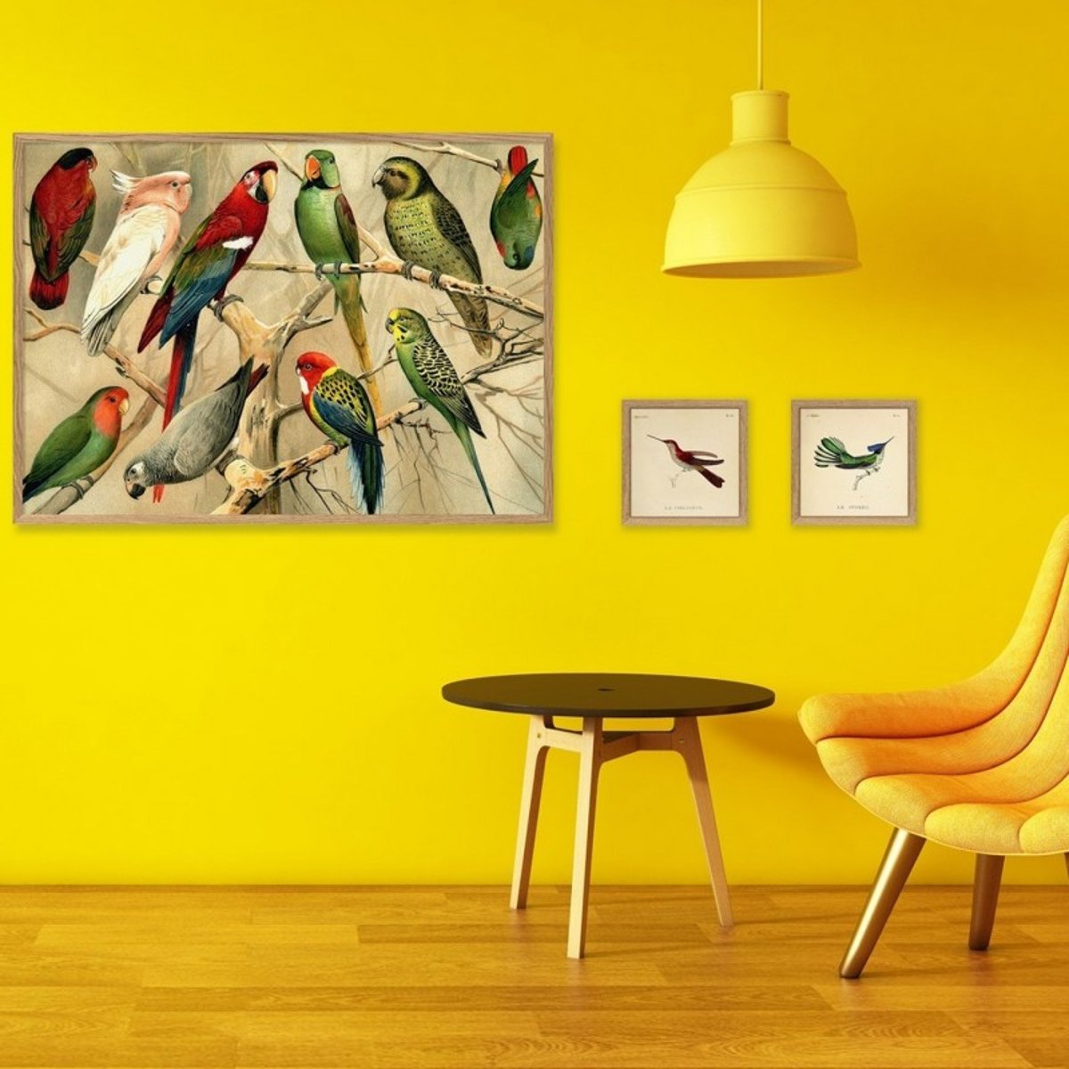 Affiche perroquets Parrots multicolore, THE DYBDAHL CO