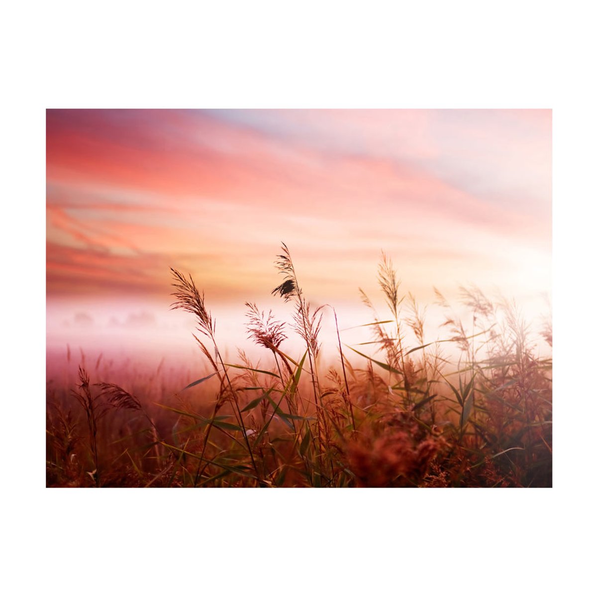 Papier peint intissé panoramique Fleurs Prairie à l'aube vert, EDEN