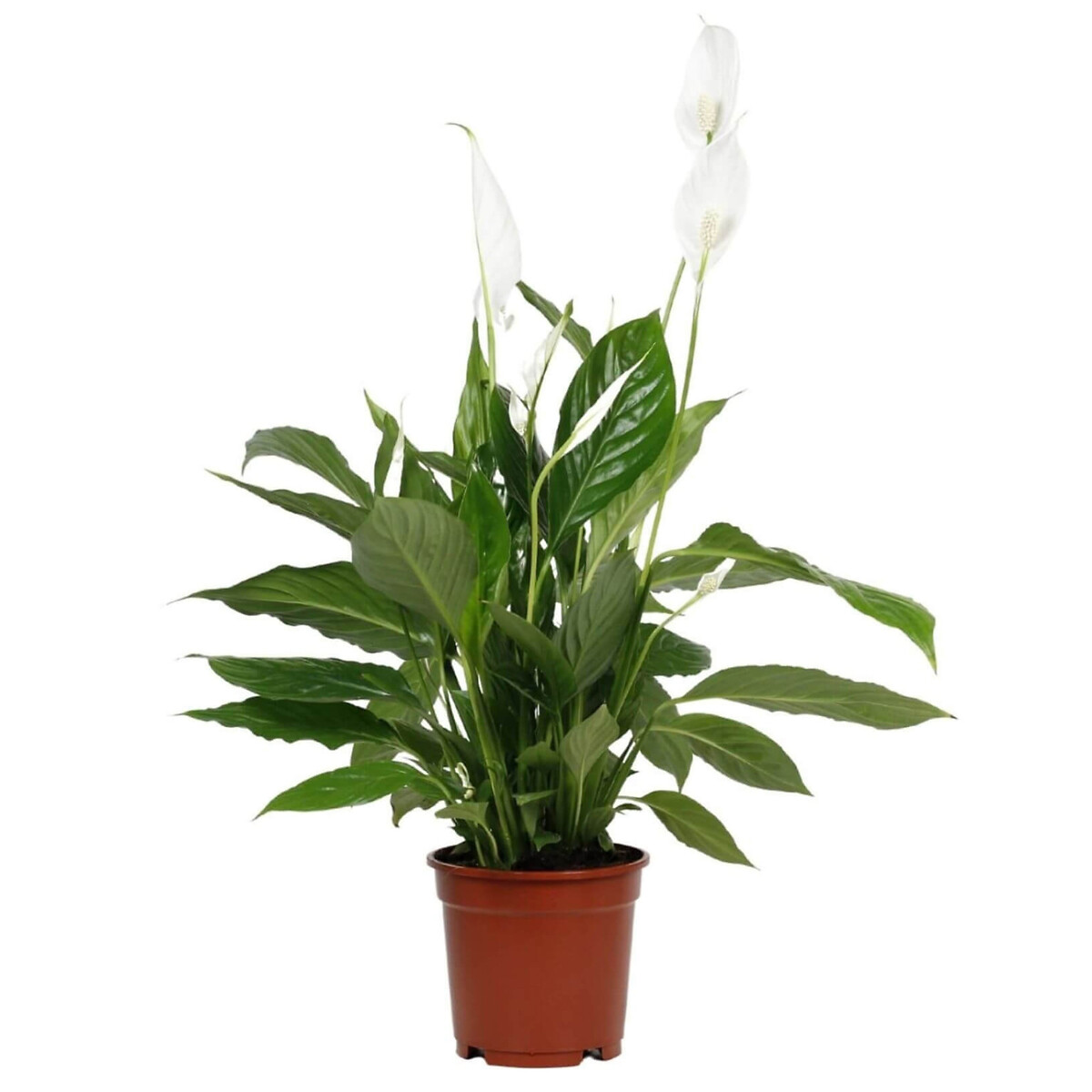 Planta anti-humidade (conjunto 4), BIOMA verde, BIOMA PLANTS