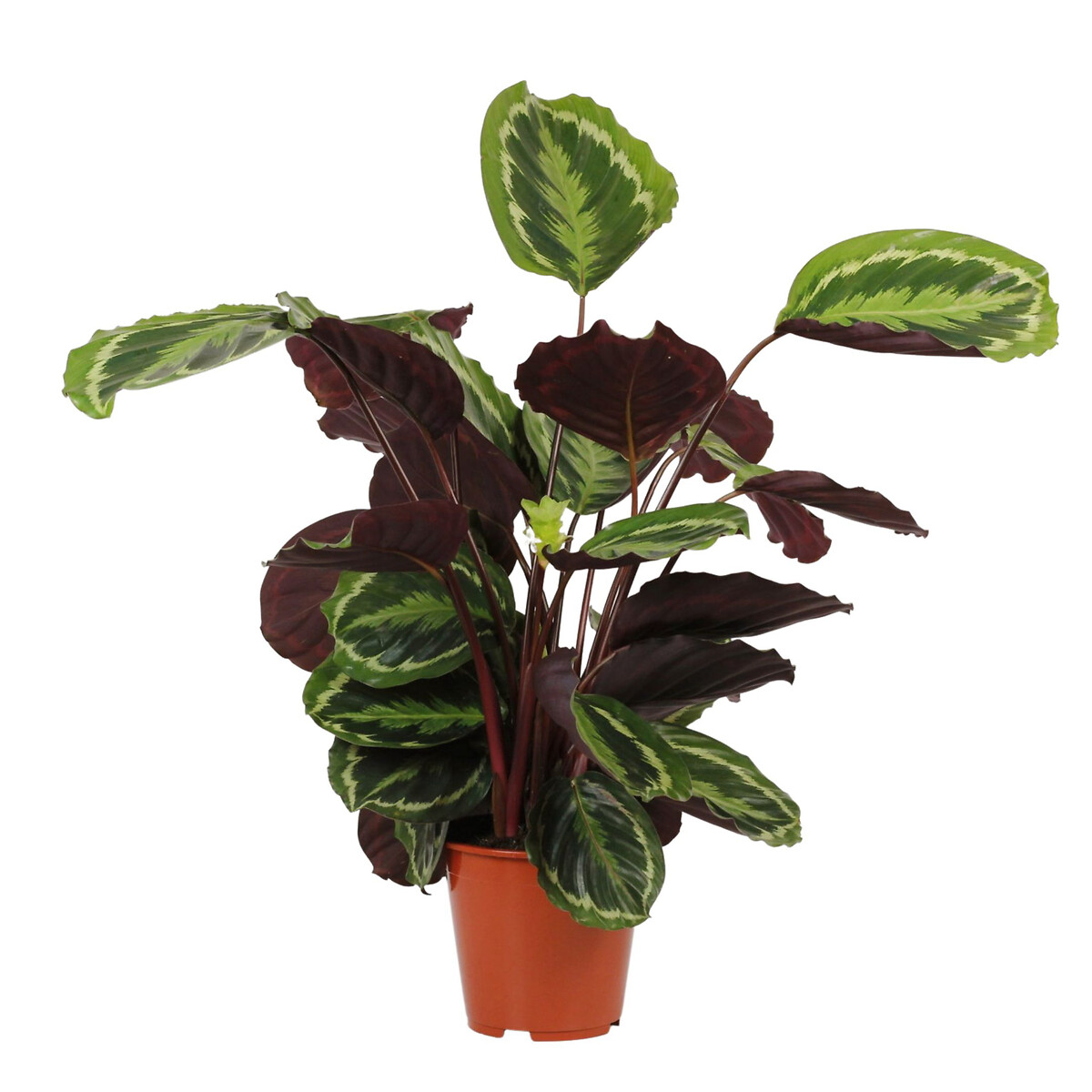 Planta Calathea Medallion, BIOMA verde, BIOMA PLANTS