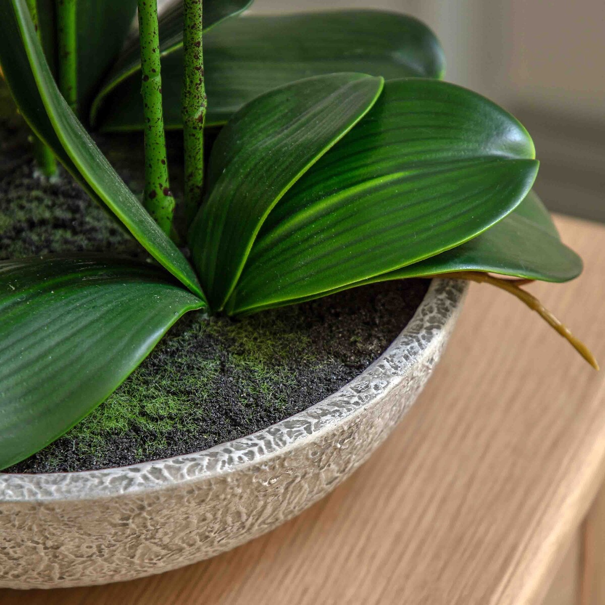 65cm Oversized Orchid Plant in Cement Pot white, ÉDITÉ