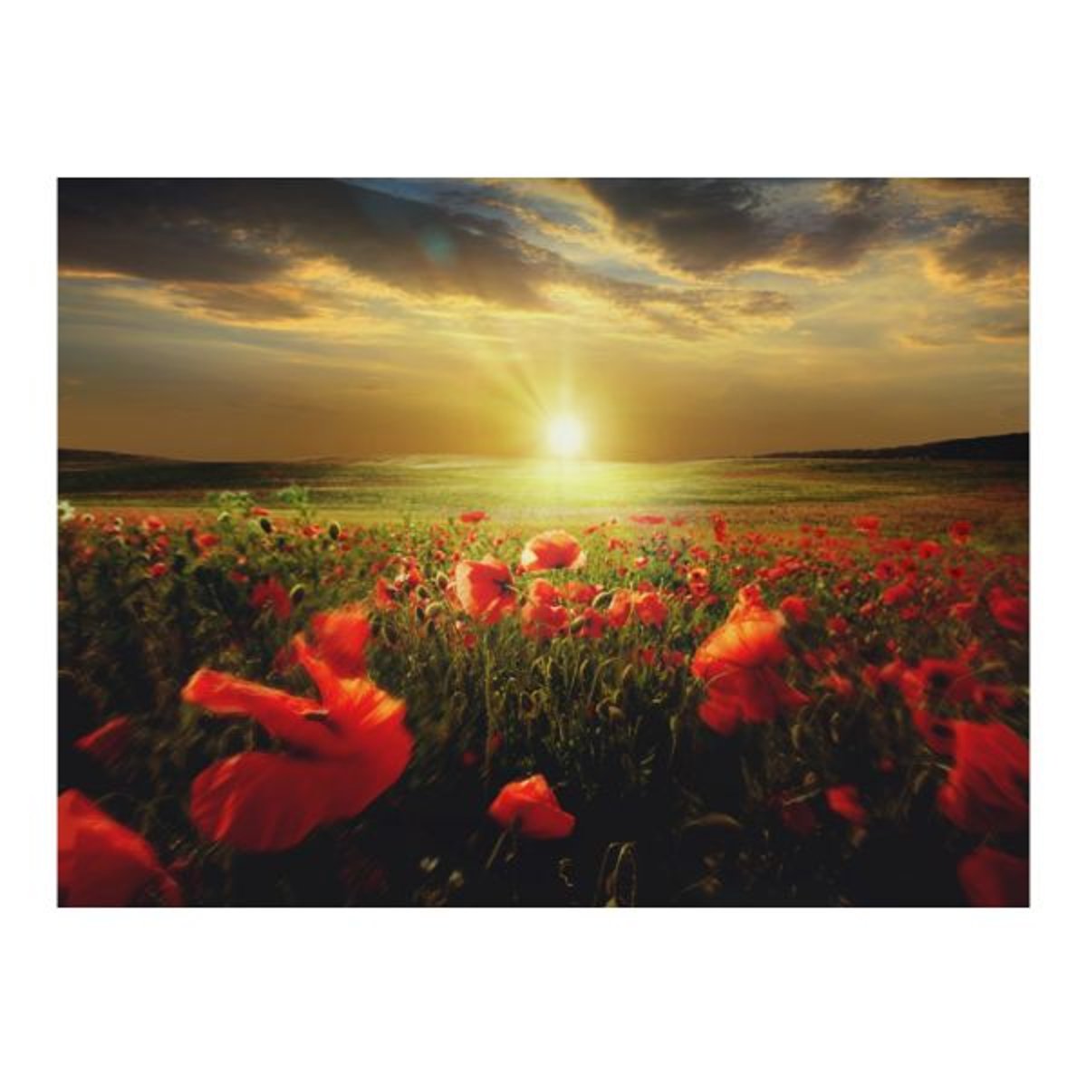 Papier peint intissé panoramique Fleurs Morning on the poppy meadow jaune / doré, EDEN