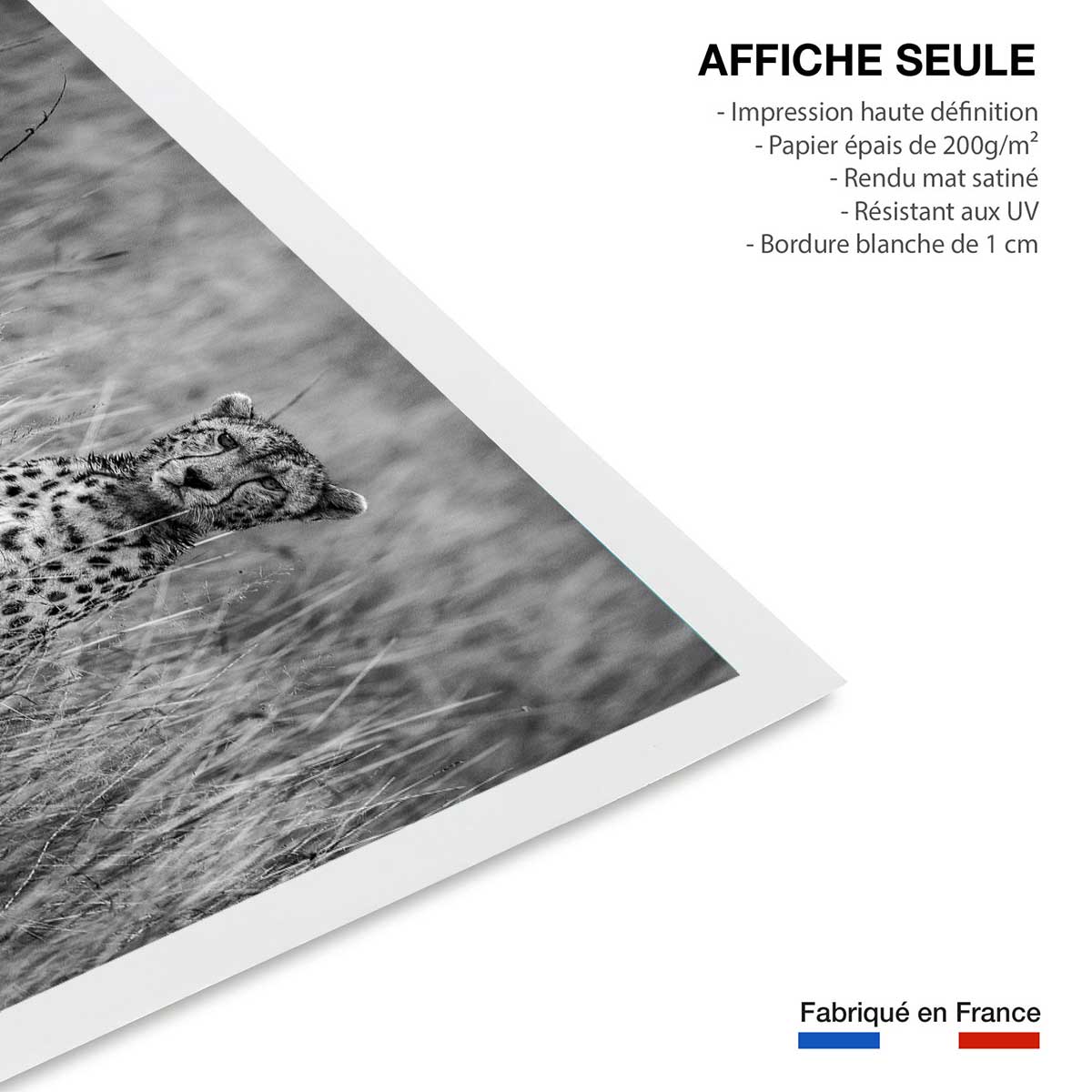Affiche animaux Cheetah affiche seule, HEXOA