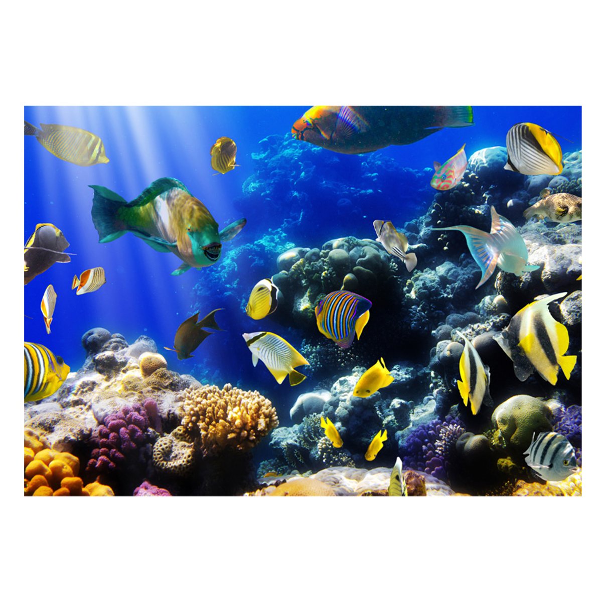 Papier peint intissé panoramique Animaux Underwater adventure multicouleur, EDEN