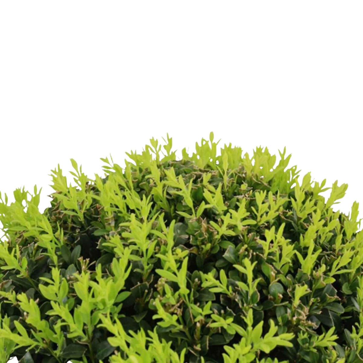 Planta Arbusto Bola, BIOMA verde, BIOMA PLANTS