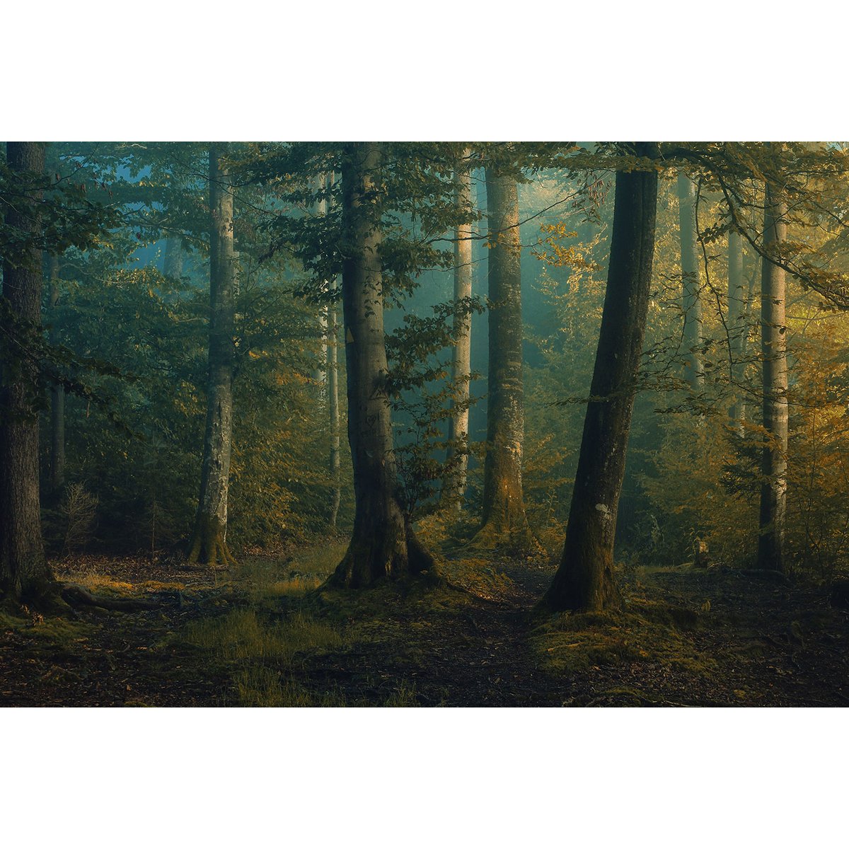 Tableau sous-bois en octobre tableau alu dibond, HEXOA