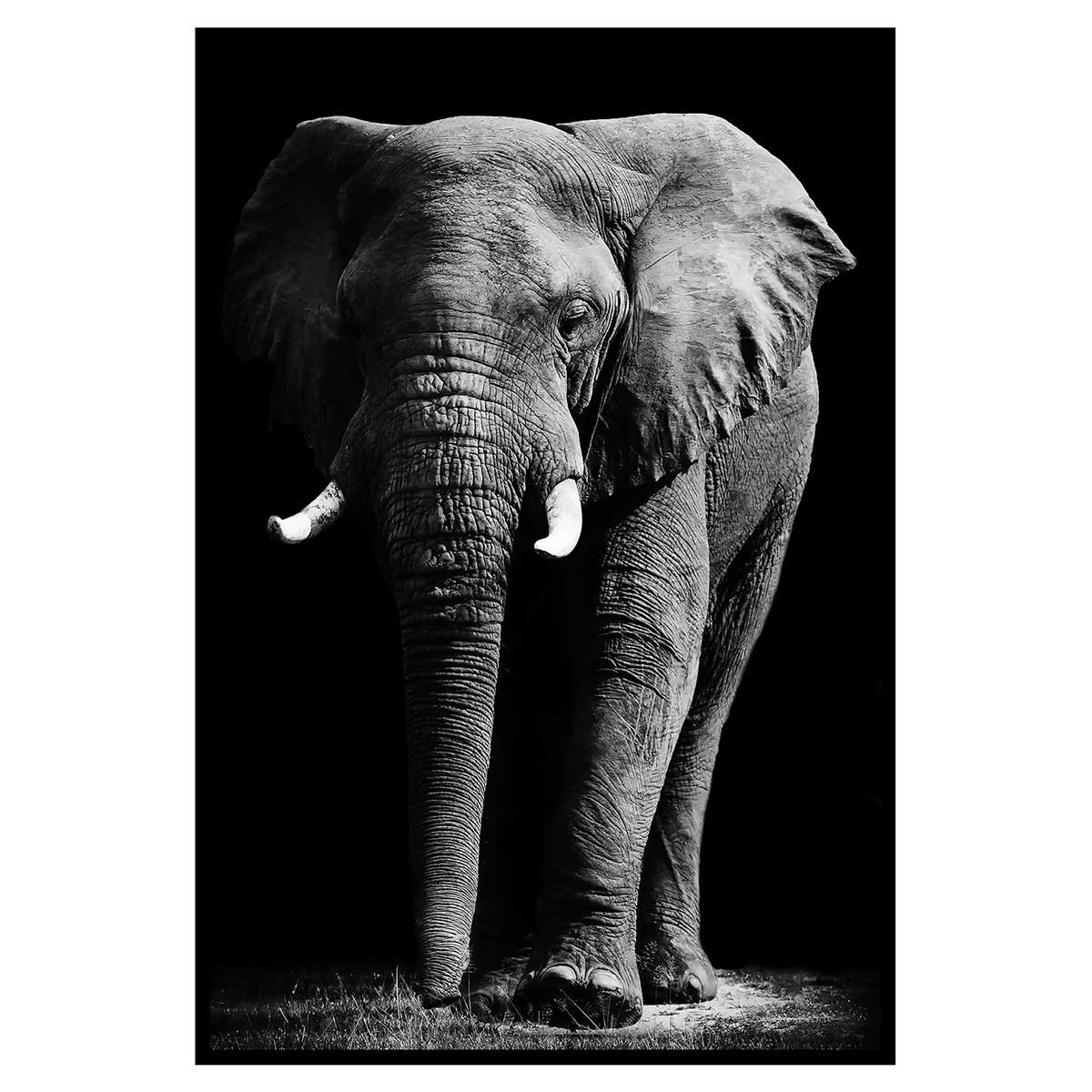 Affiche encadrée éléphant majestueux sur fond noir affiche + cadre en métal - noir, HEXOA