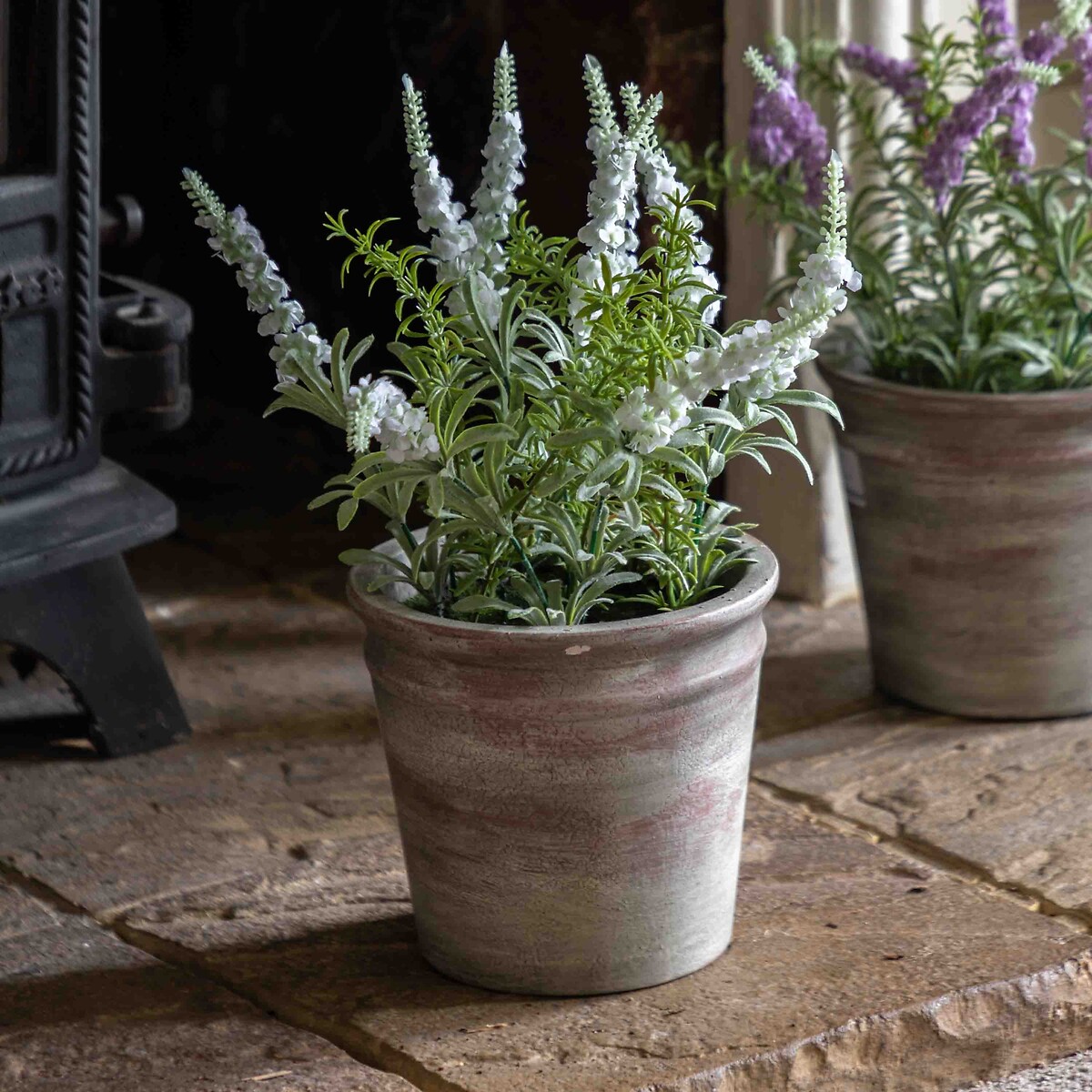 30cm Potted Rustic White Lavendar in Terracotta Pot purple, ÉDITÉ
