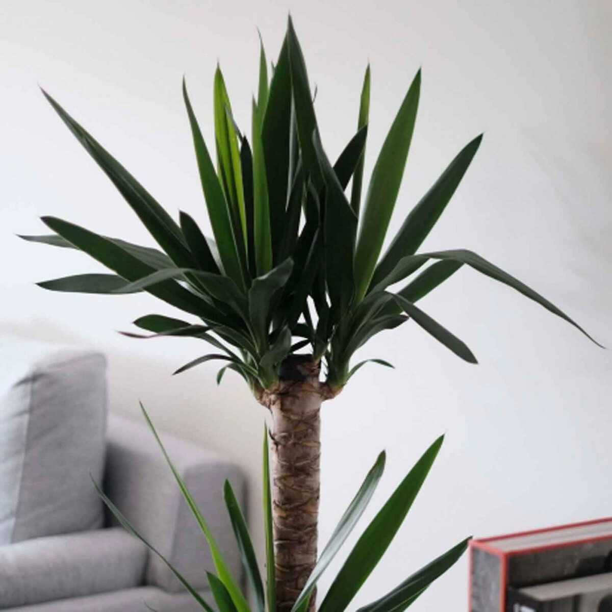 Planta Yucca gigante, BIOMA verde, BIOMA PLANTS