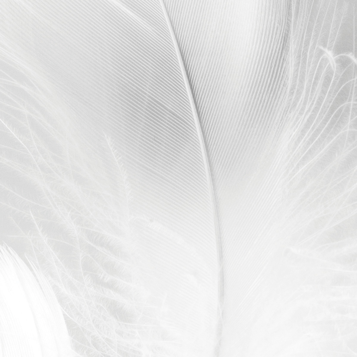 Papier peint panoramique Plumes 01 blanc, ACTE DECO
