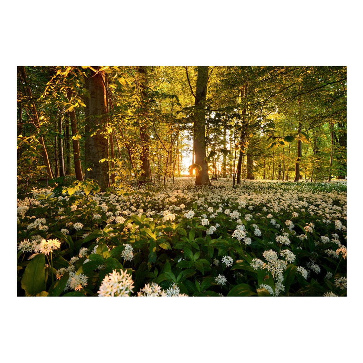 Papier peint intissé panoramique Paysage Forest flora blanc, EDEN