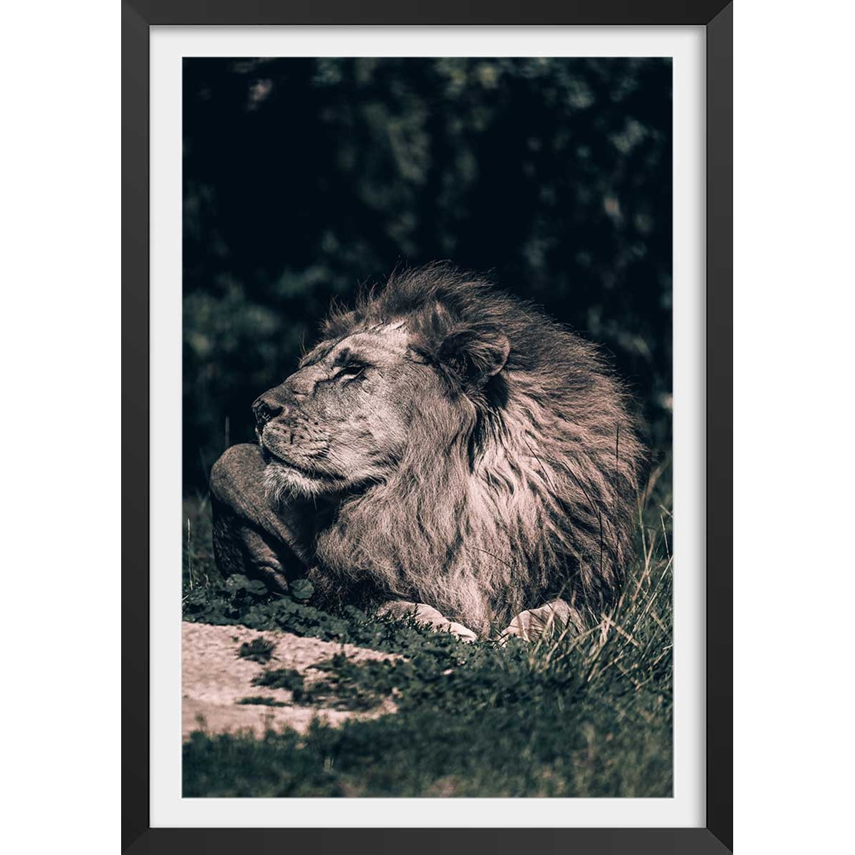 Affiche lion mon roi affiche + cadre en bois - noir, HEXOA