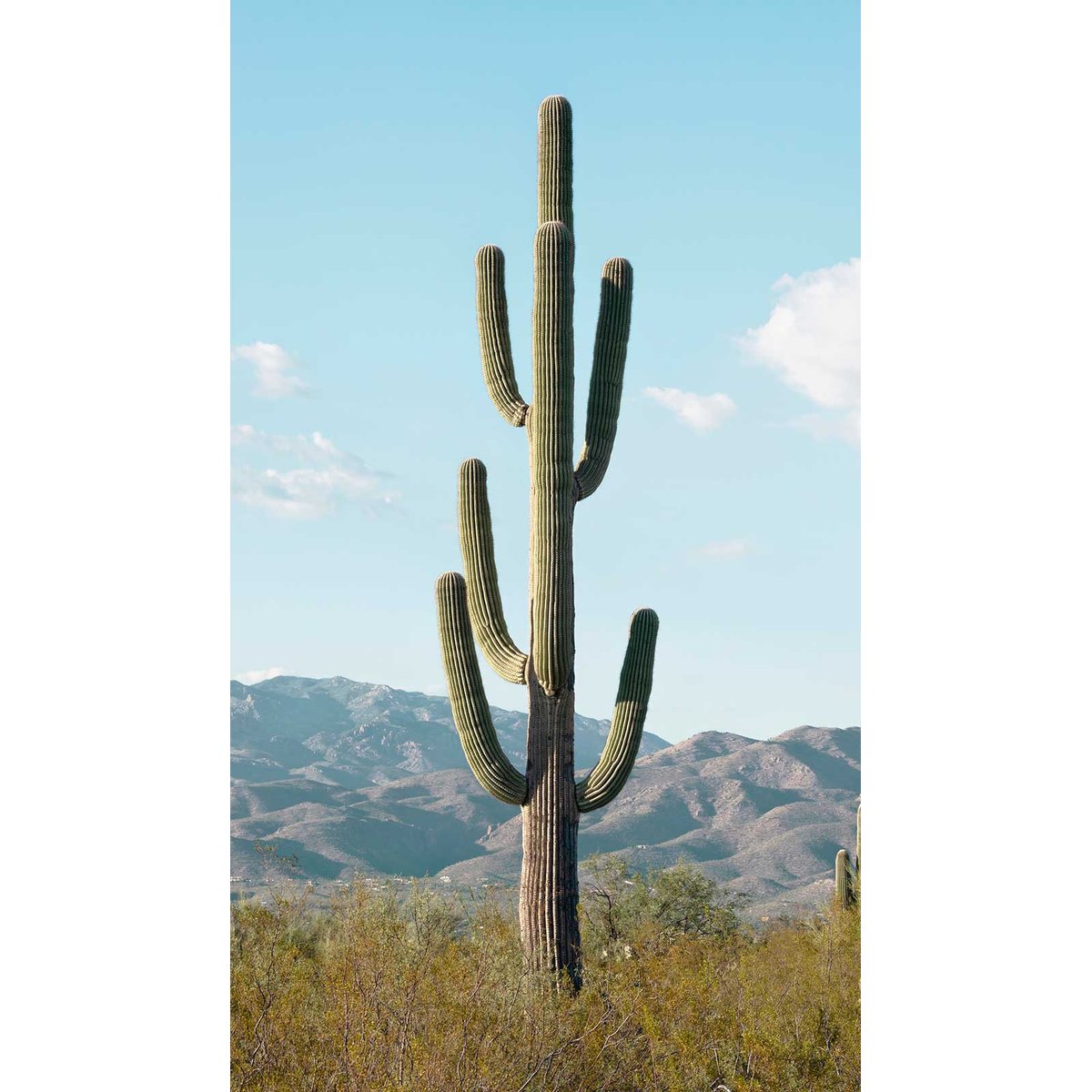 Papier peint jungle cactus mexico intissé, HEXOA