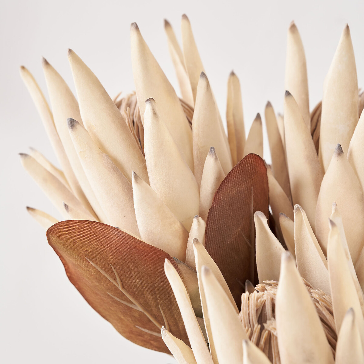Natural Apricot Dried Flower Bunch natural, ÉDITÉ