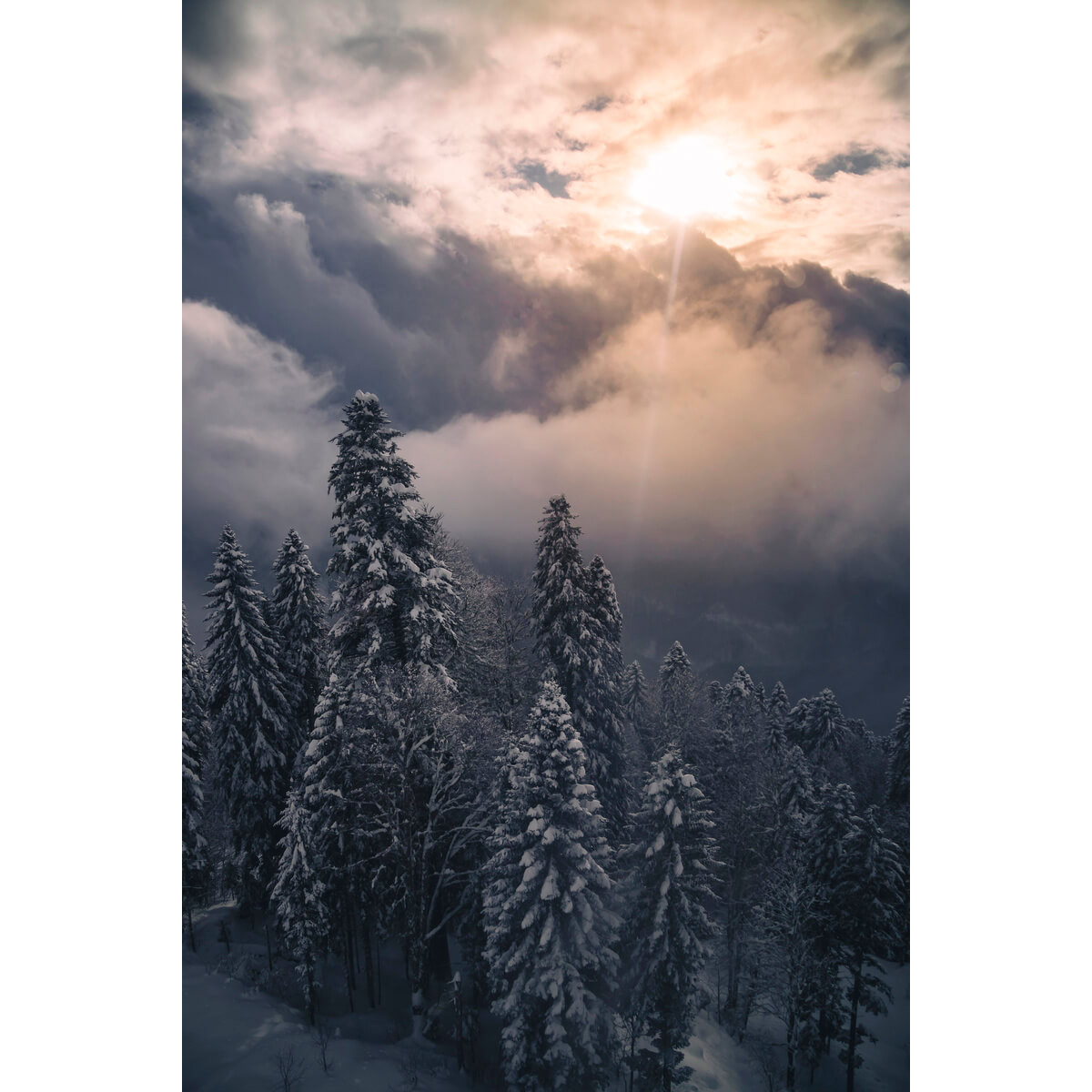 Tableau Mural Sunset Forêt FORÊT tableaux sur toile-beige, CEANOTHE