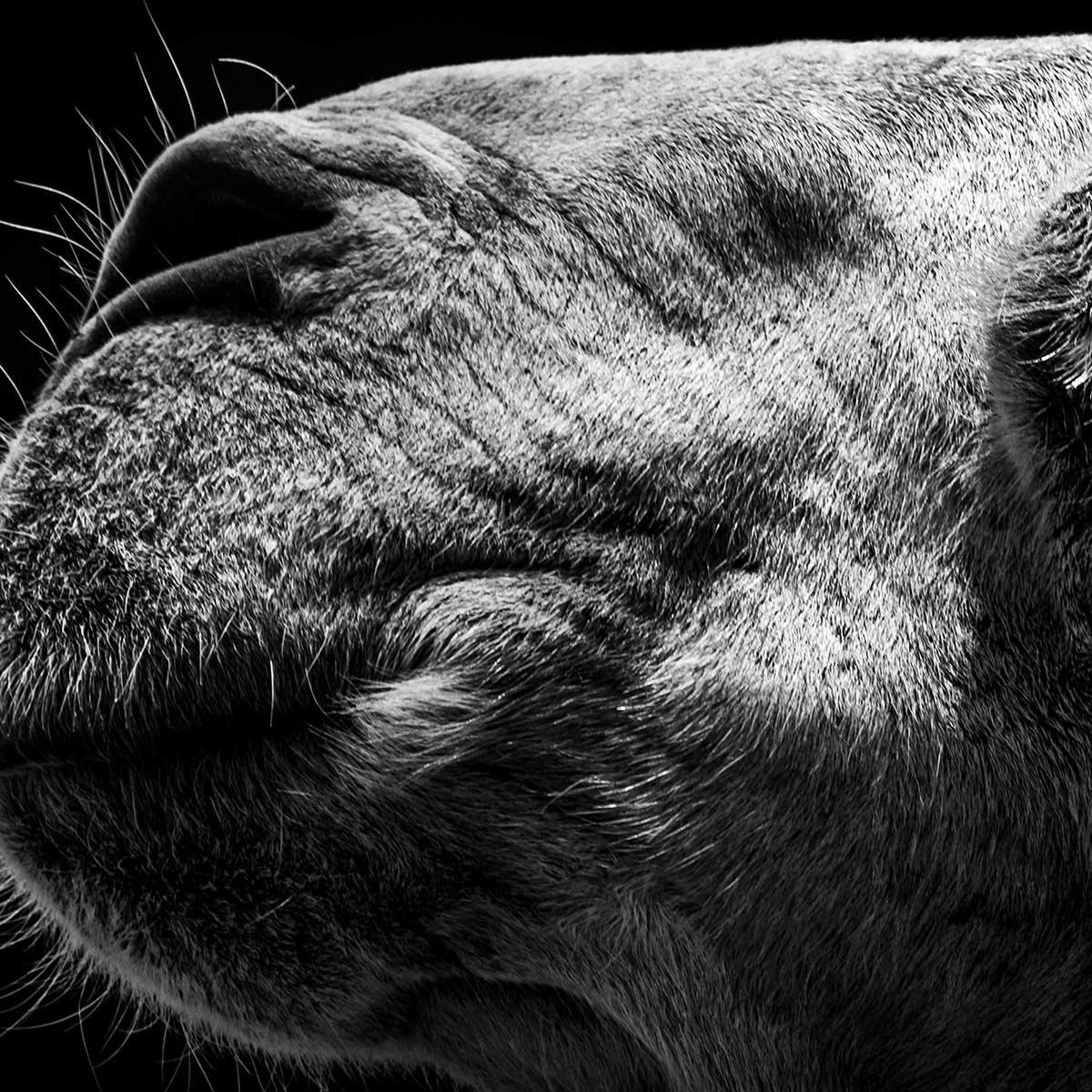 Tableau animaux Portrait de chameau tableau alu dibond, HEXOA