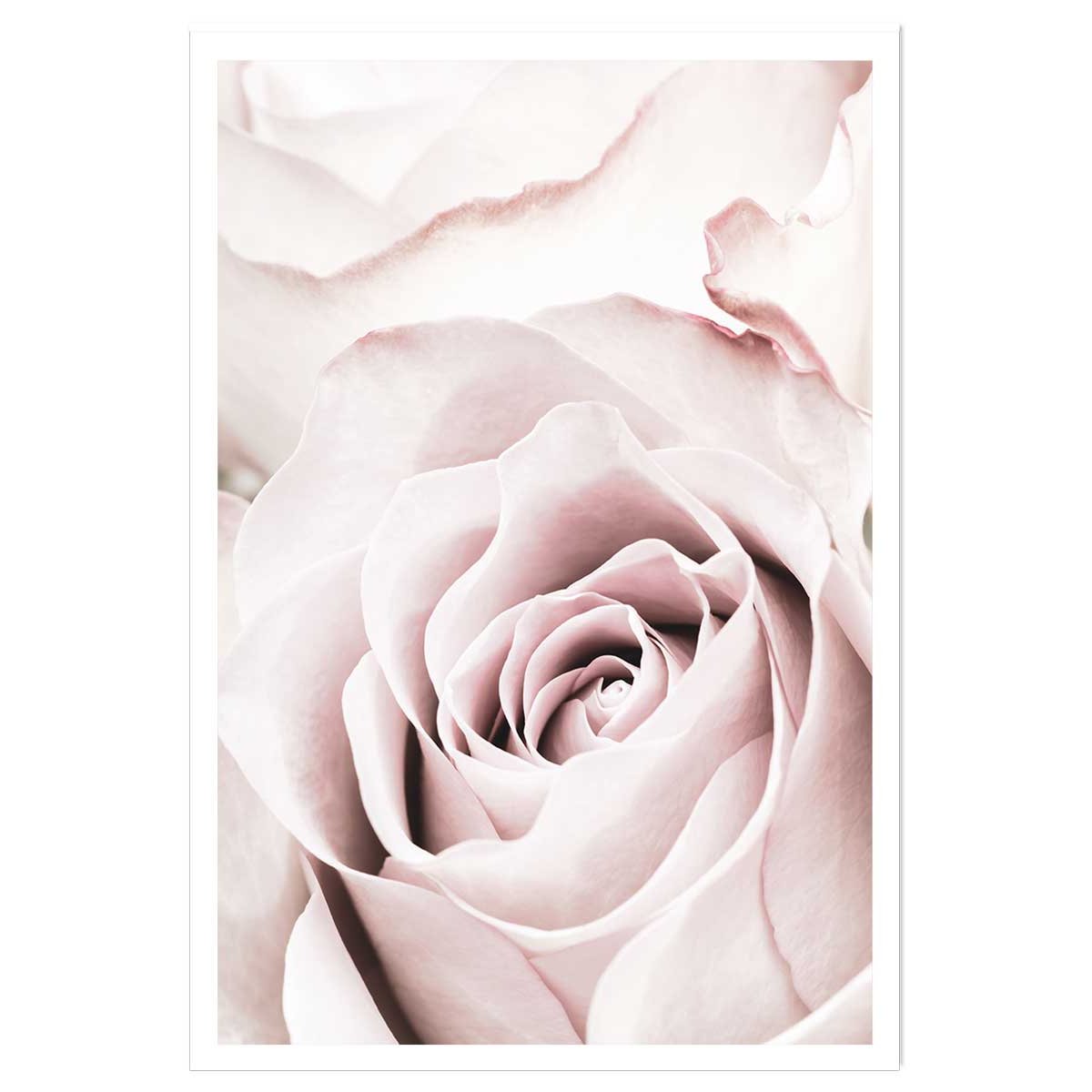 Affiche rosa romantica affiche seule, HEXOA
