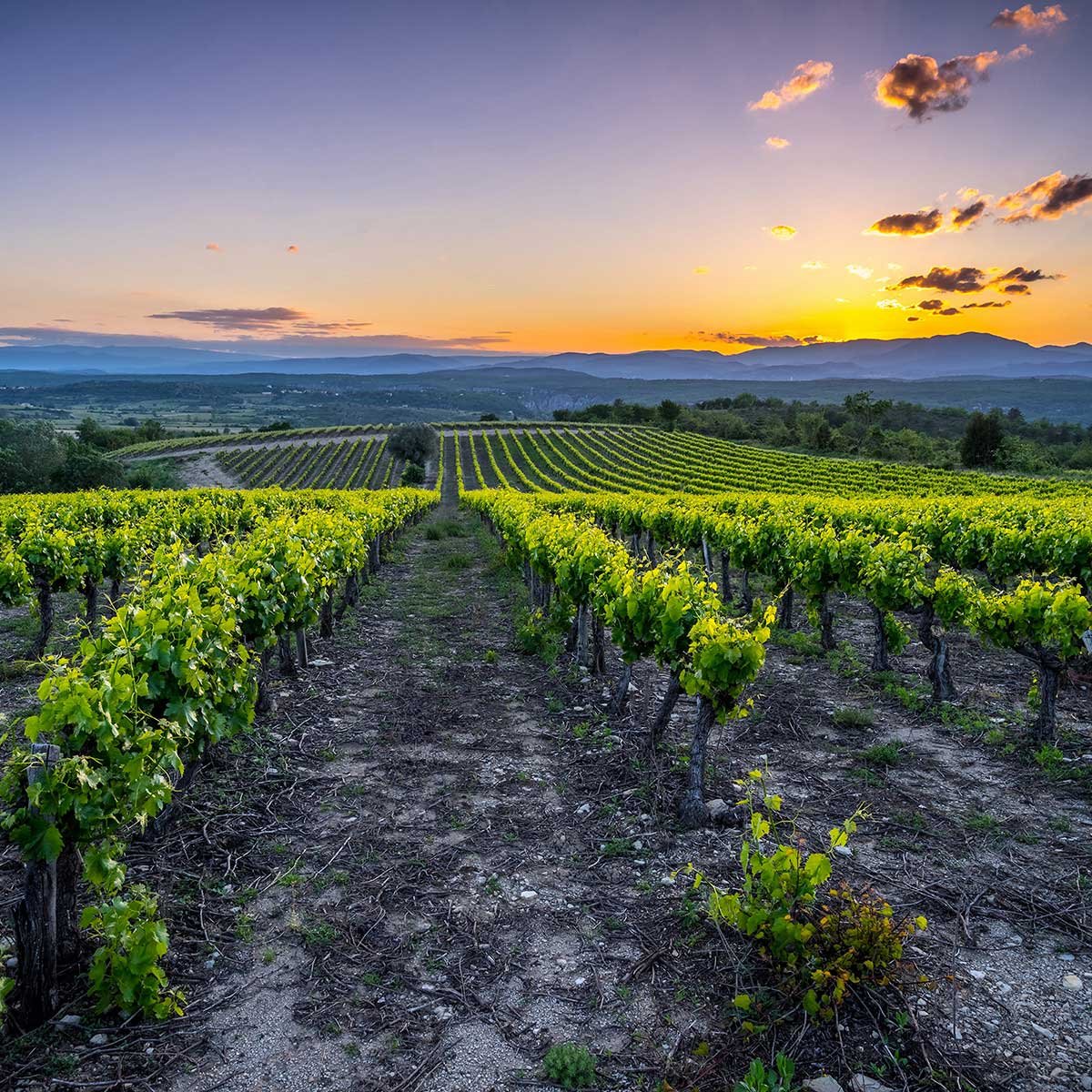 Tableau Tableau photo vineyard tableau alu dibond, HEXOA