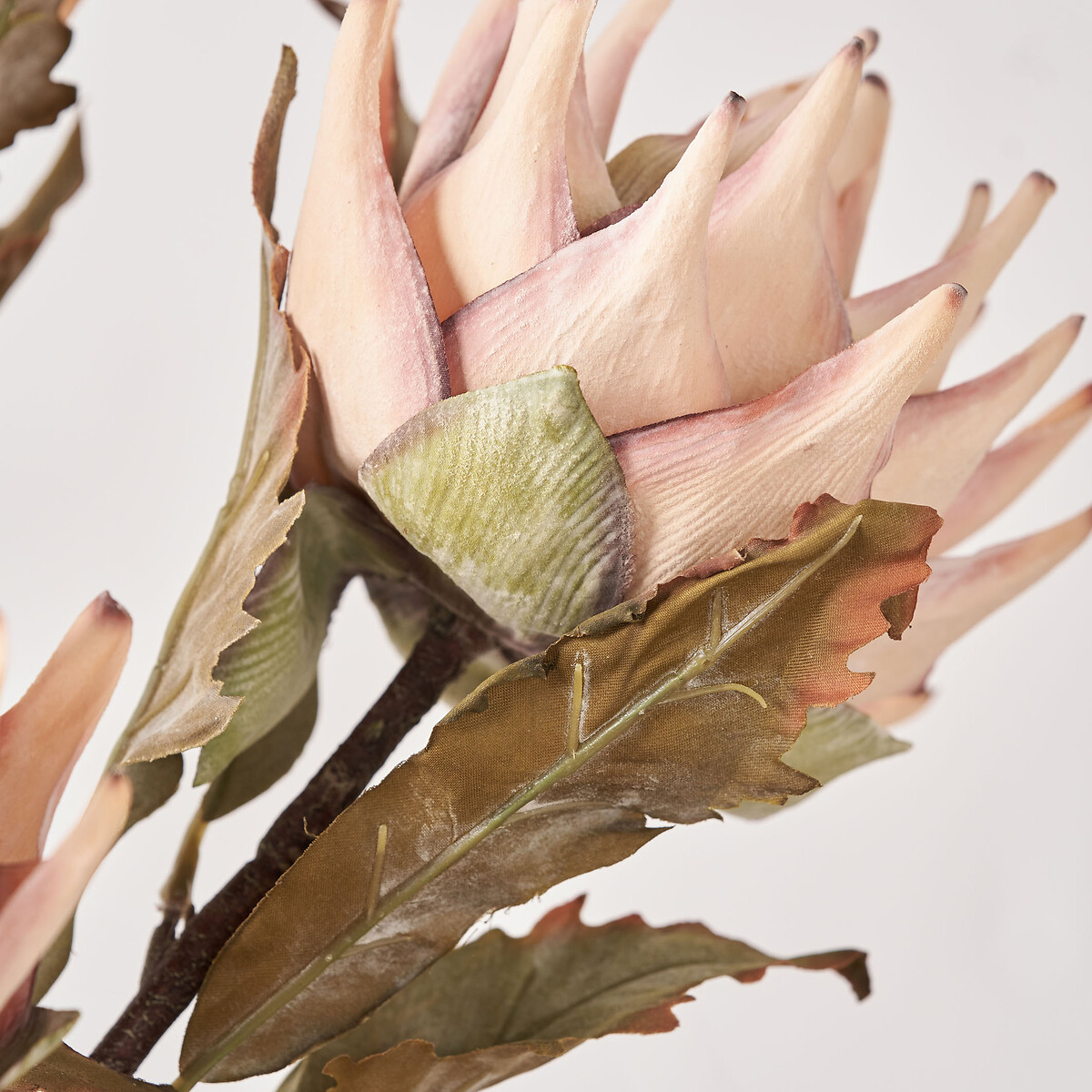 Set of 6 74cm Apricot Lotus Stems apricot, ÉDITÉ