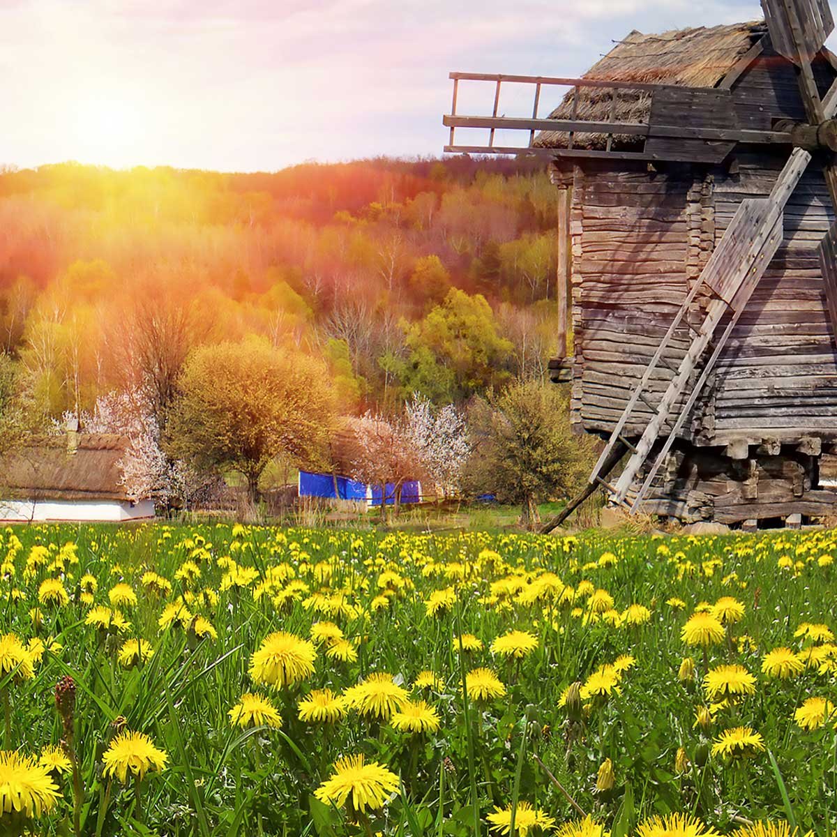 Affiche encadrée moulin à vent dans un champ fleuri affiche + cadre en métal - noir, HEXOA