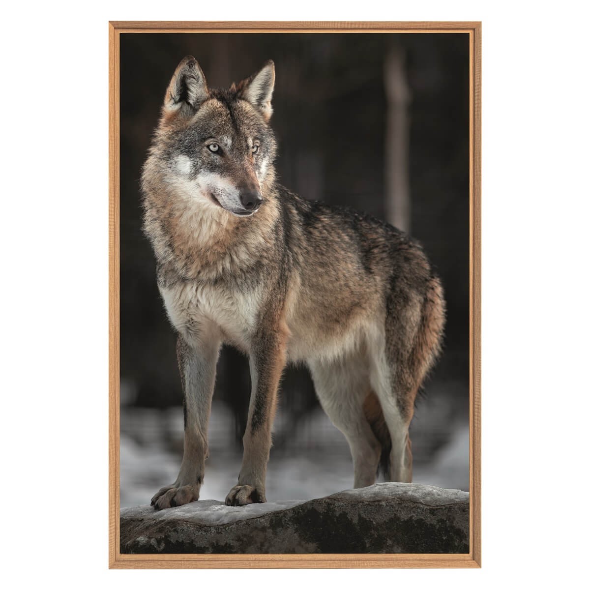 Tableau Mural Encadré Le Loup ANIMAUX tableaux encadrés, CEANOTHE