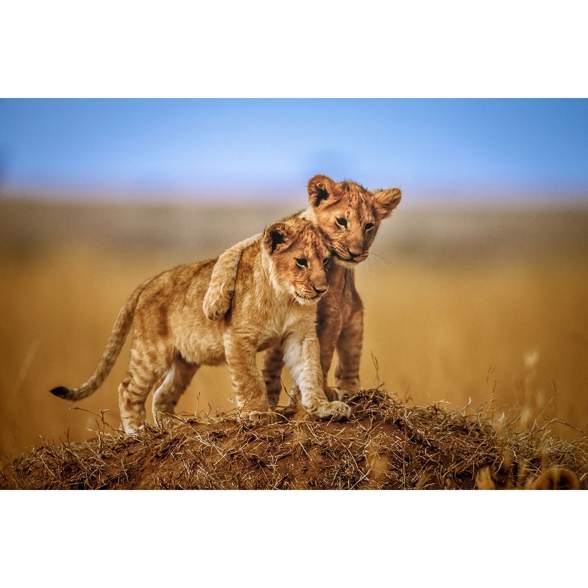 Tableau animaux brothers for the life tableau alu dibond, HEXOA