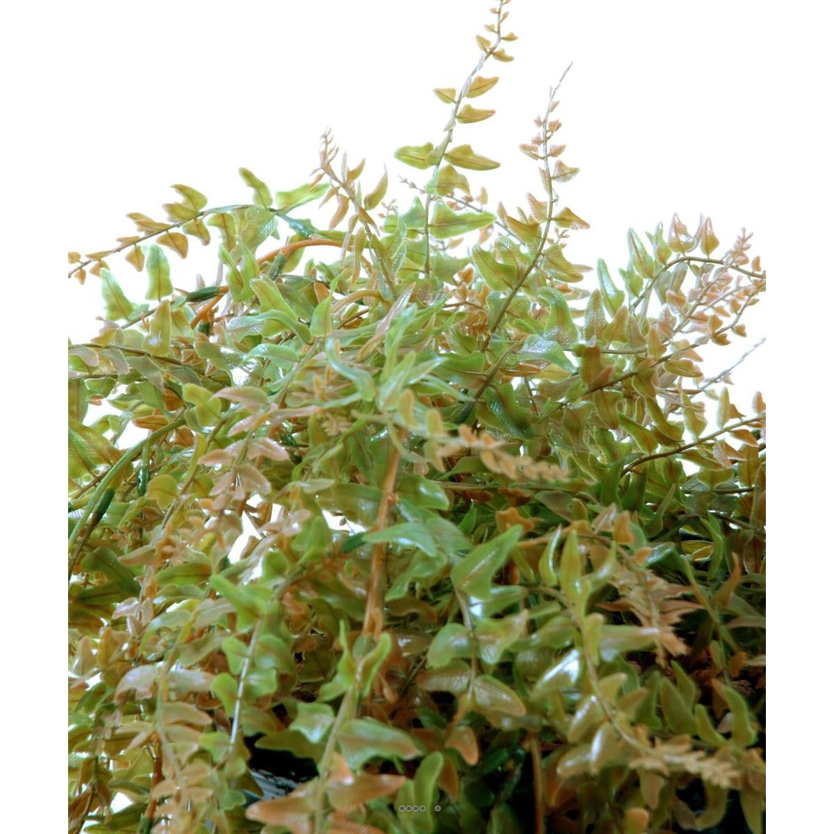 Fougère des forêts 90cm factice plastique 18 v002239, ARTIFICIELLES