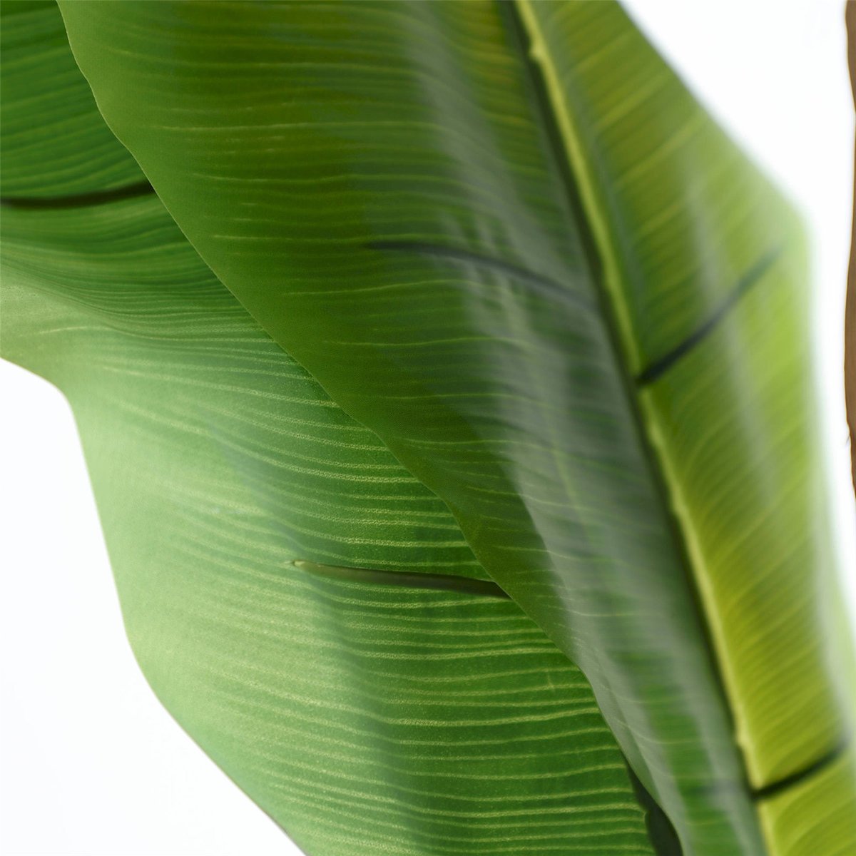 Plante décorative bananier, Pliable vert feuillage tropical et tronc marron, RECOLLECTION