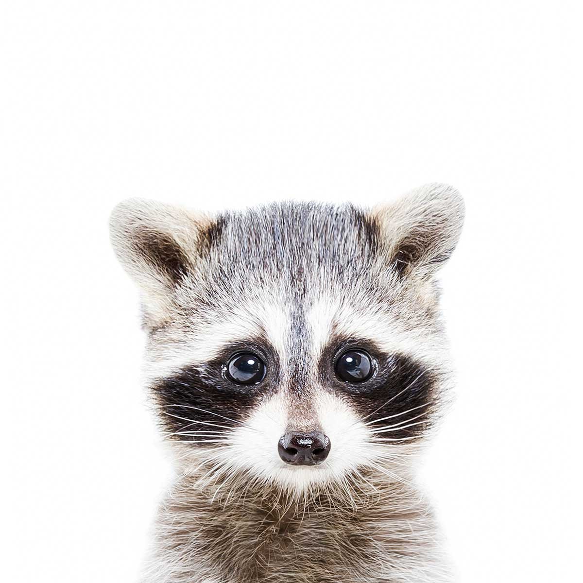Affiche enfant bébé raton laveur affiche seule, HEXOA