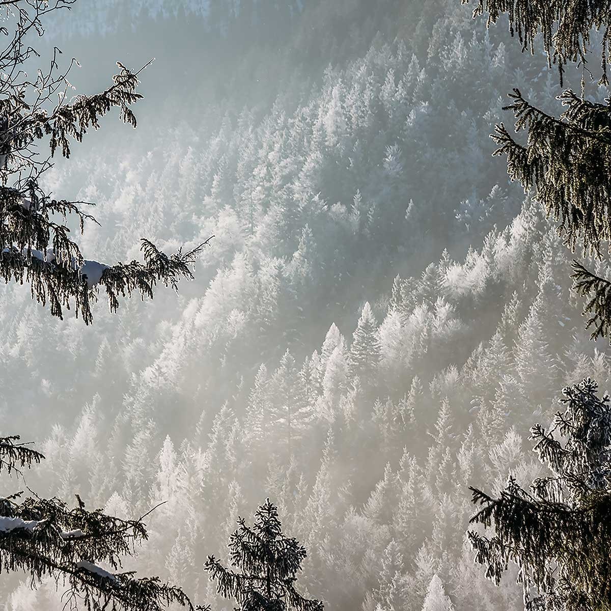 Affiche paysage forest in fog drama affiche + cadre en bois - noir, HEXOA
