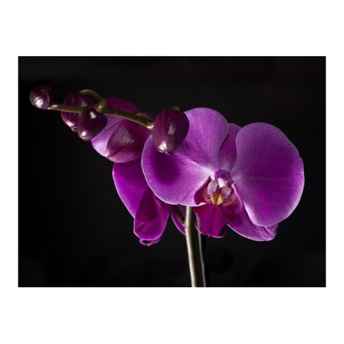 Papier peint intissé panoramique Fleurs élégant orchidée noir, EDEN