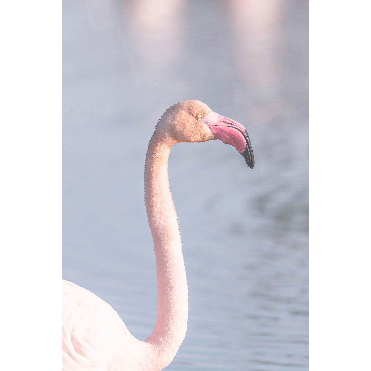 Tableau pastel pink flamingo tableau alu dibond, HEXOA