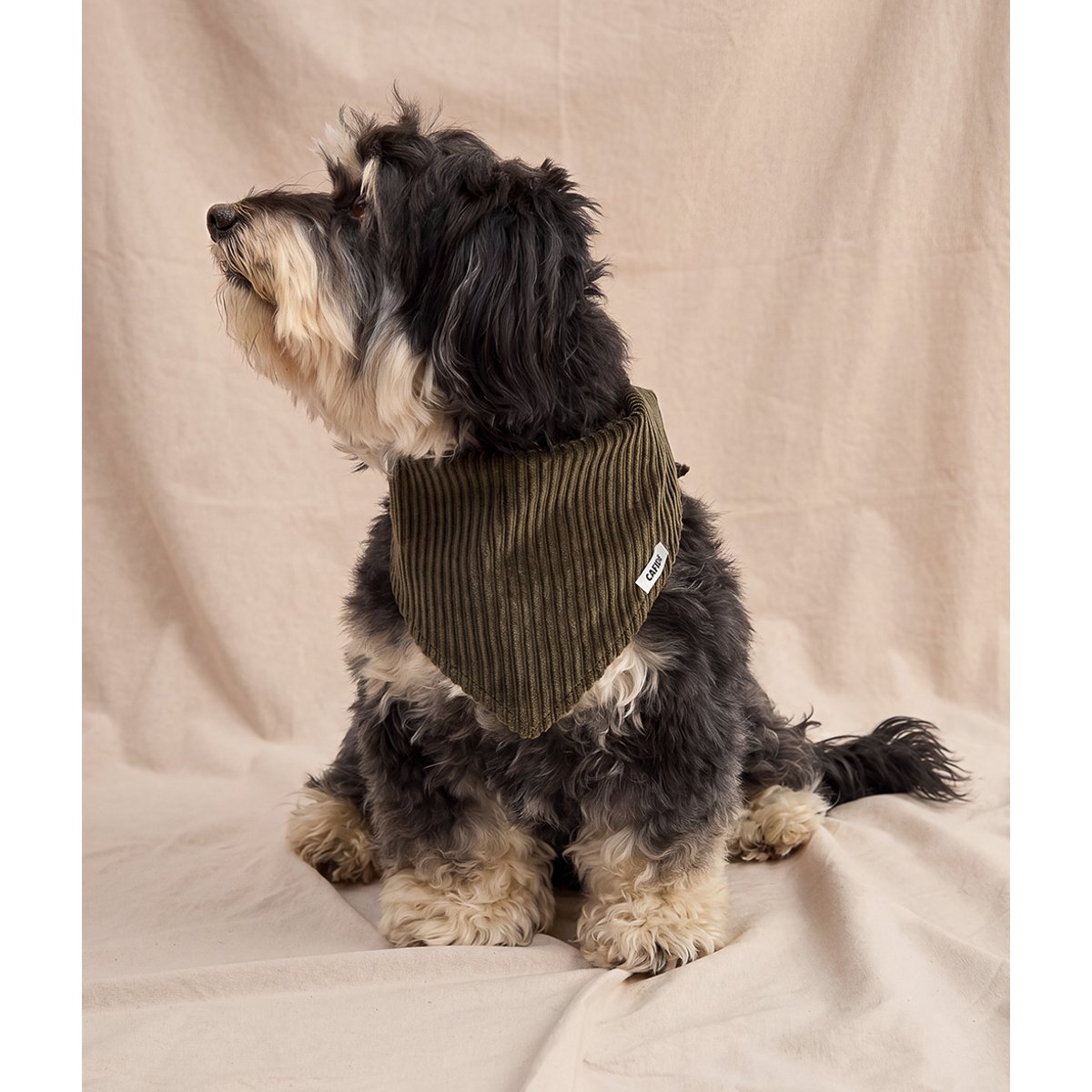 Bandana en velours côtelé vert pour chien, Nata vert, CAFIDE