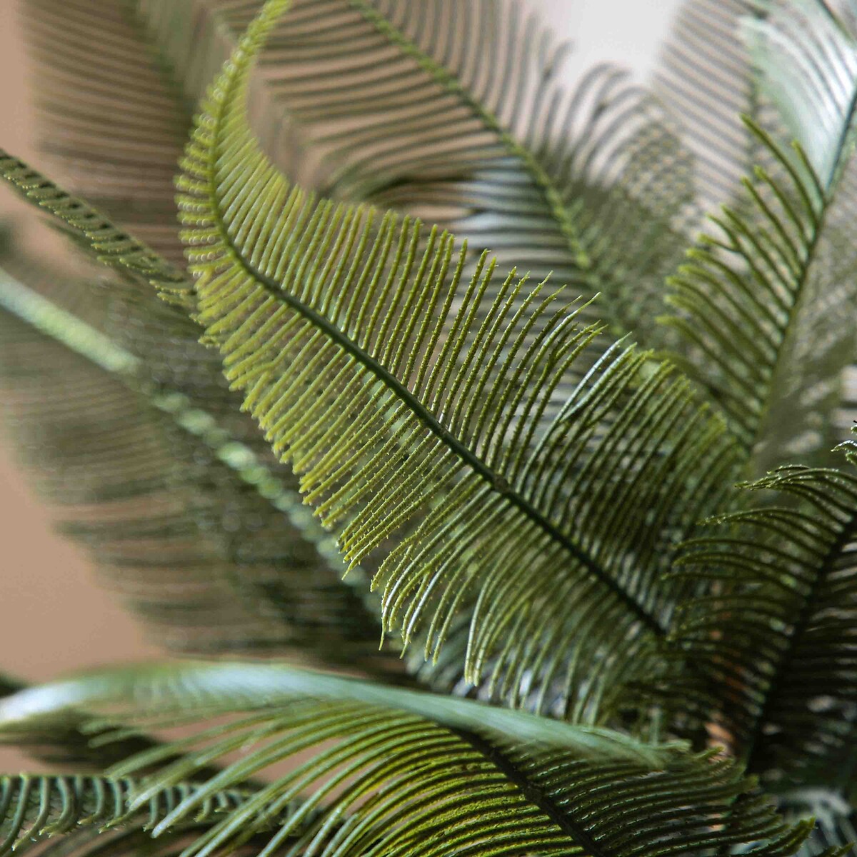 Wide Fern in Concrete Pot grey, ÉDITÉ