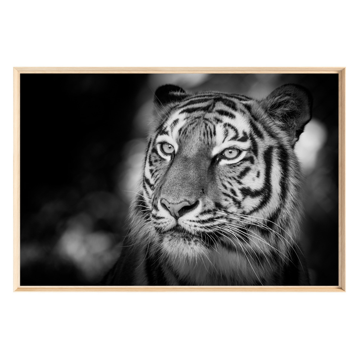 Tableau Mural Encadré Portrait Tigre Sauvage ANIMAUX tableaux encadrés, CEANOTHE