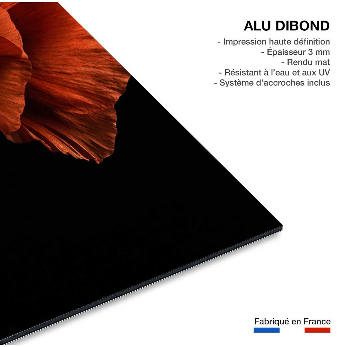 Tableau coquelicot enlacés tableau alu dibond, HEXOA