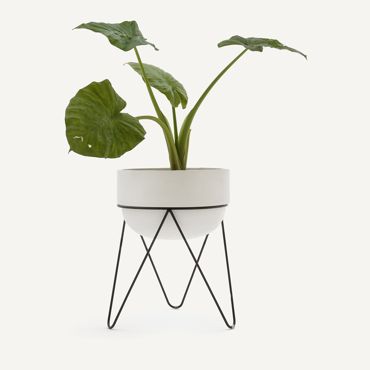Cache pot H54 cm, Plantae blanc, AM.PM