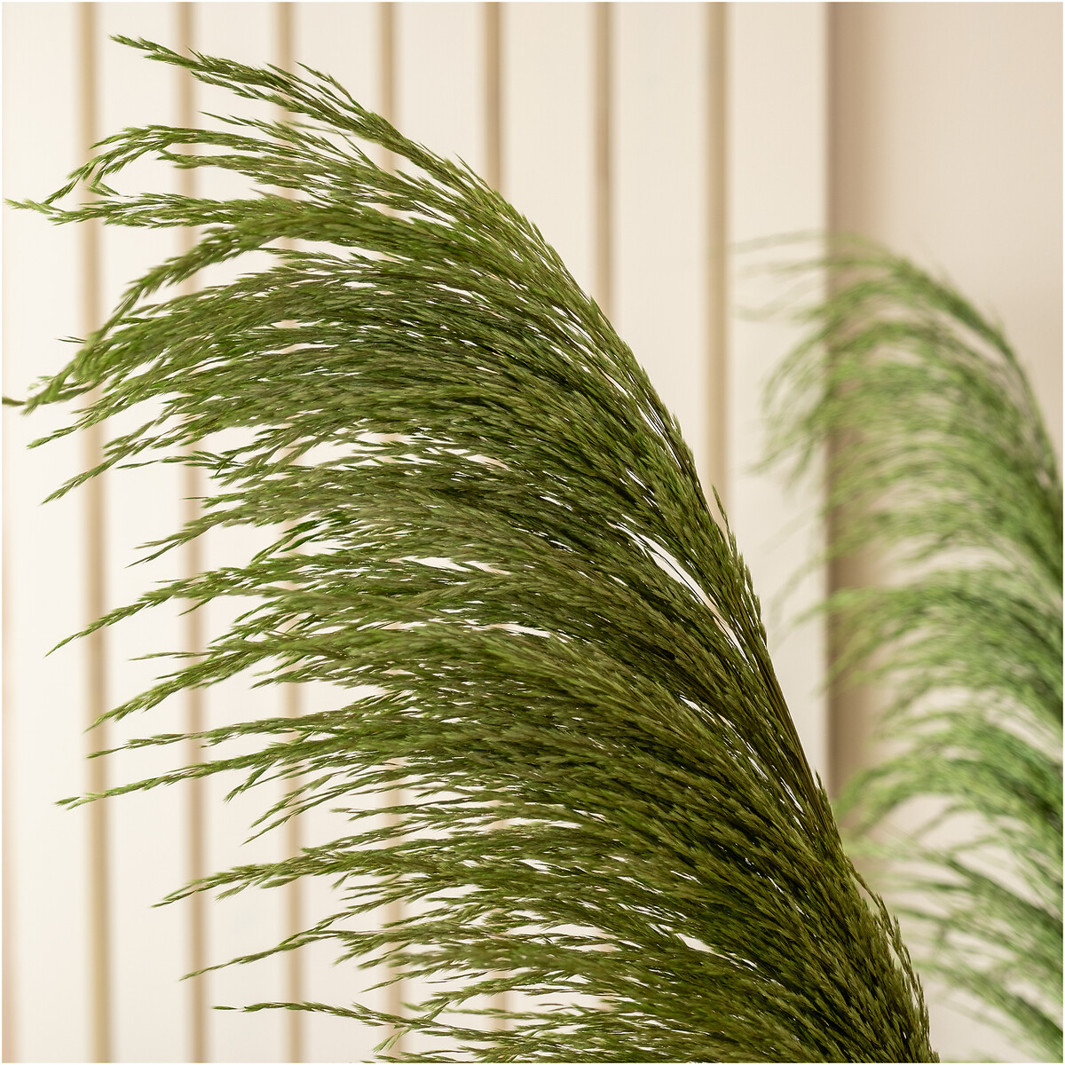 5-Pack 1.4m Pampas Grass in Soft Green green, SO'HOME