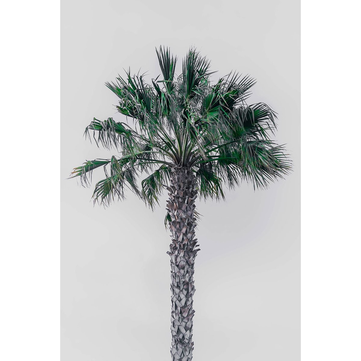 Tableau coconut palm tableau alu dibond, HEXOA