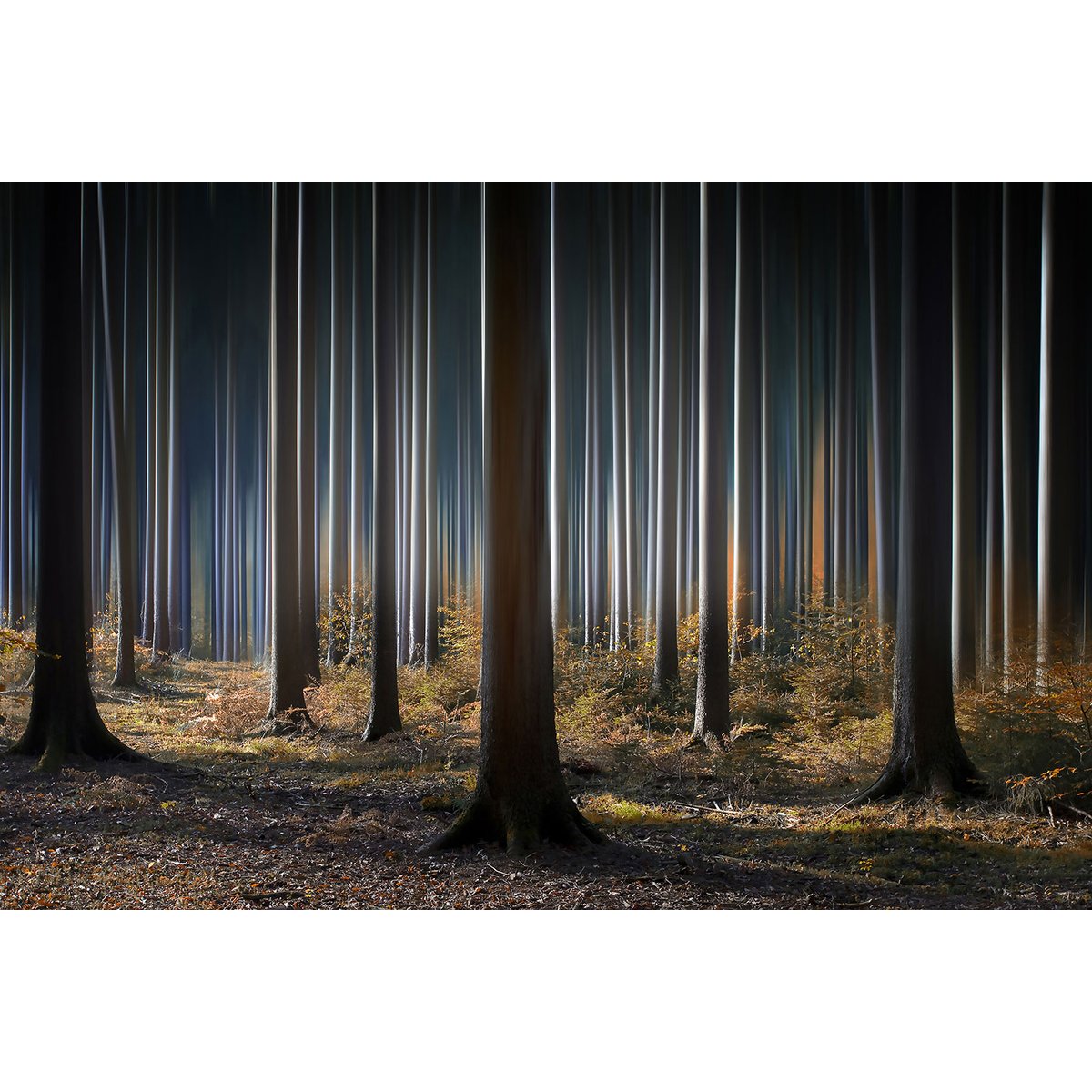 Tableau forêt fantastique tableau alu dibond, HEXOA