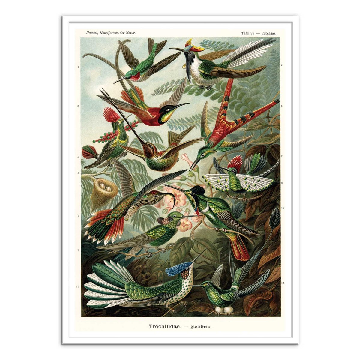 Affiche d'art - Trochilidae, 1899 couleur unique, WALL EDITIONS