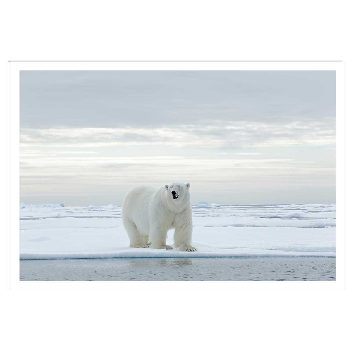 Affiche ours blanc sur la banquise affiche seule, HEXOA