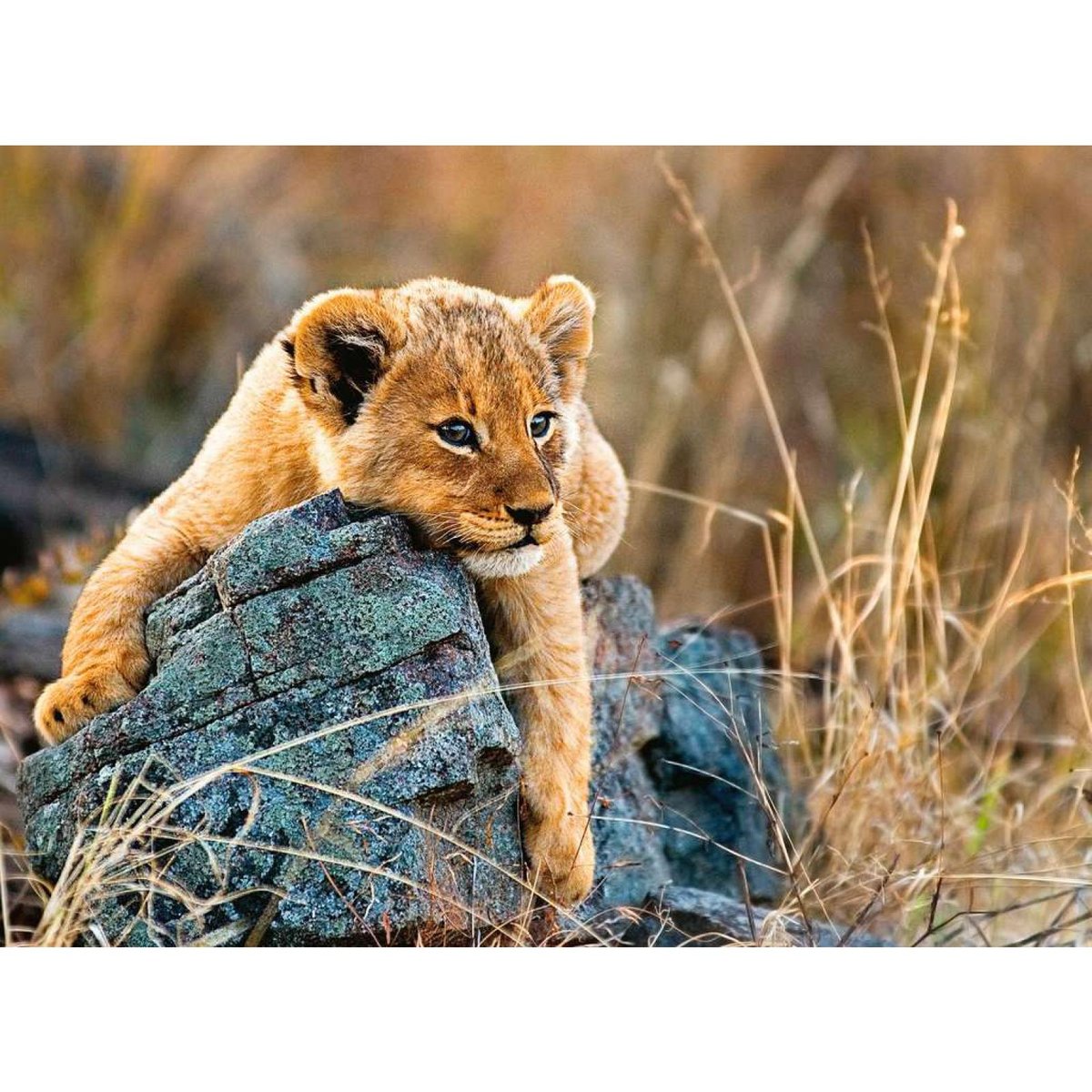 Puzzle 200 pièces XXL - Le petit lionceau couleur unique, RAVENSBURGER