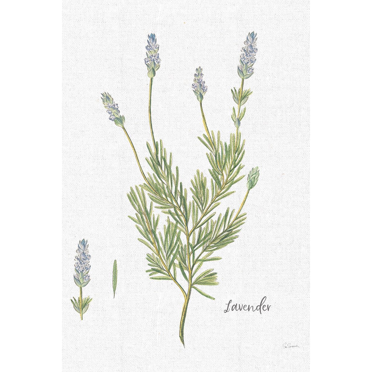 Tableau fleurs Lavande illustrée tableau alu dibond, HEXOA