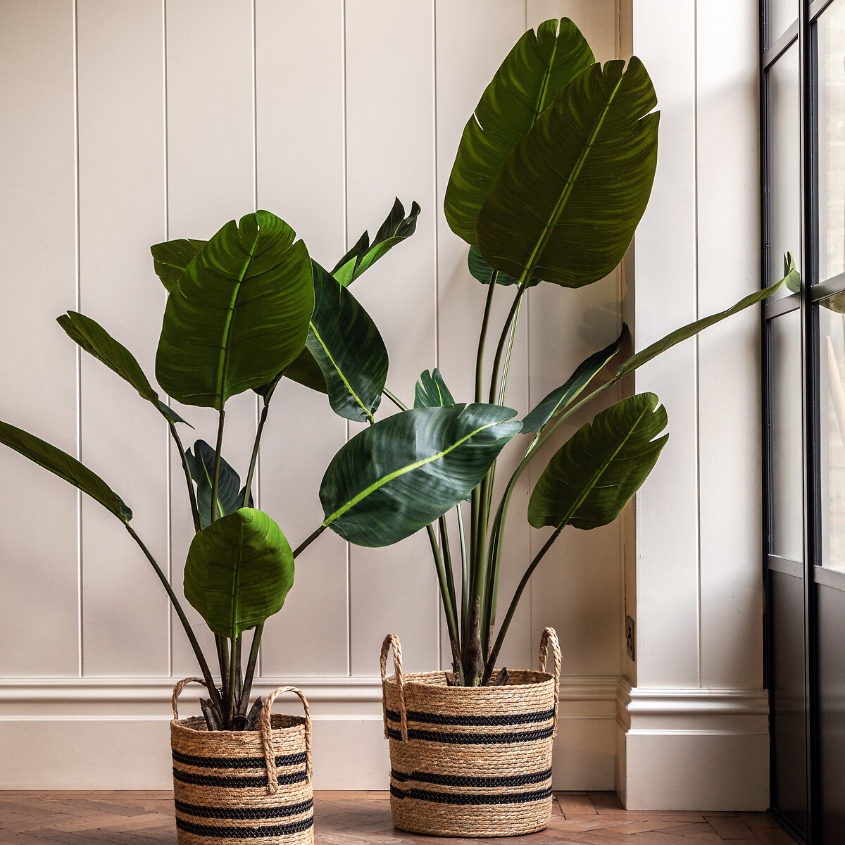 4ft Potted Travellers Palm Tree green, ÉDITÉ