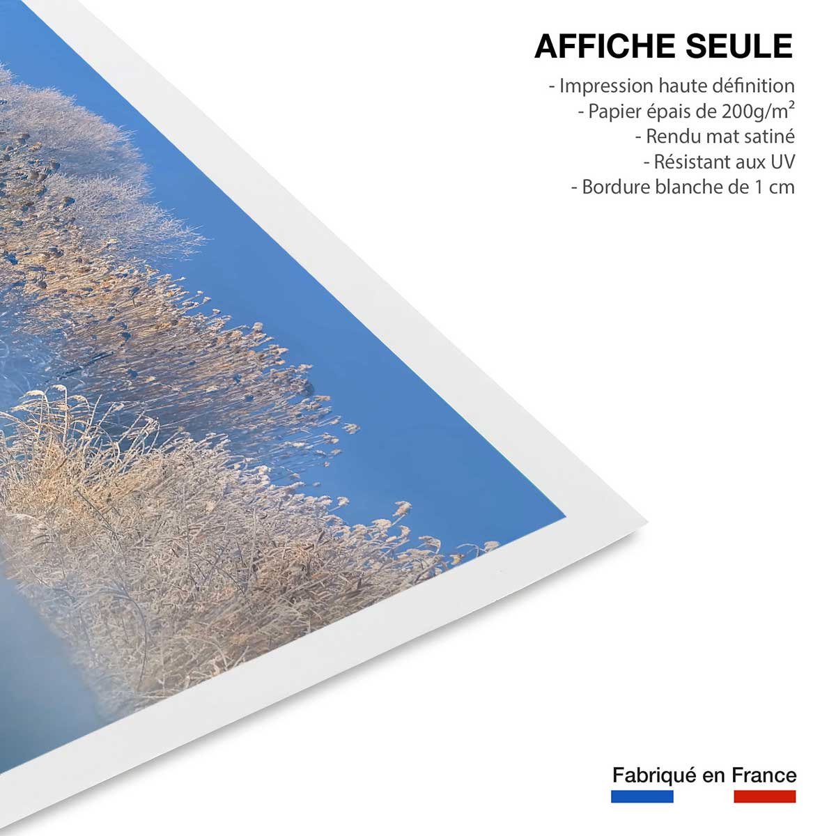 Affiche cygnes dans le givre matinal affiche seule, HEXOA