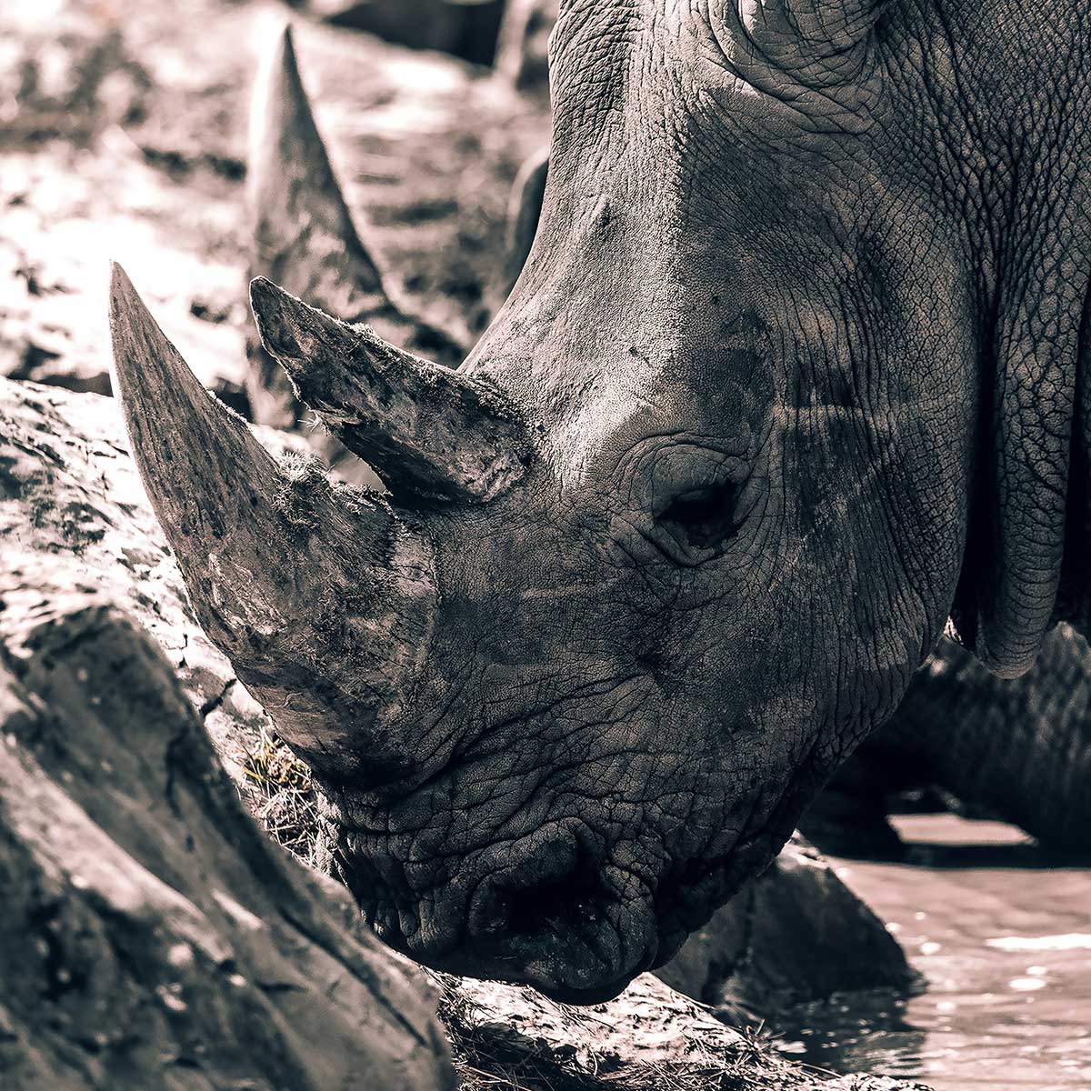 Tableau rhinoceros hommage à sudan.. tableau alu dibond, HEXOA
