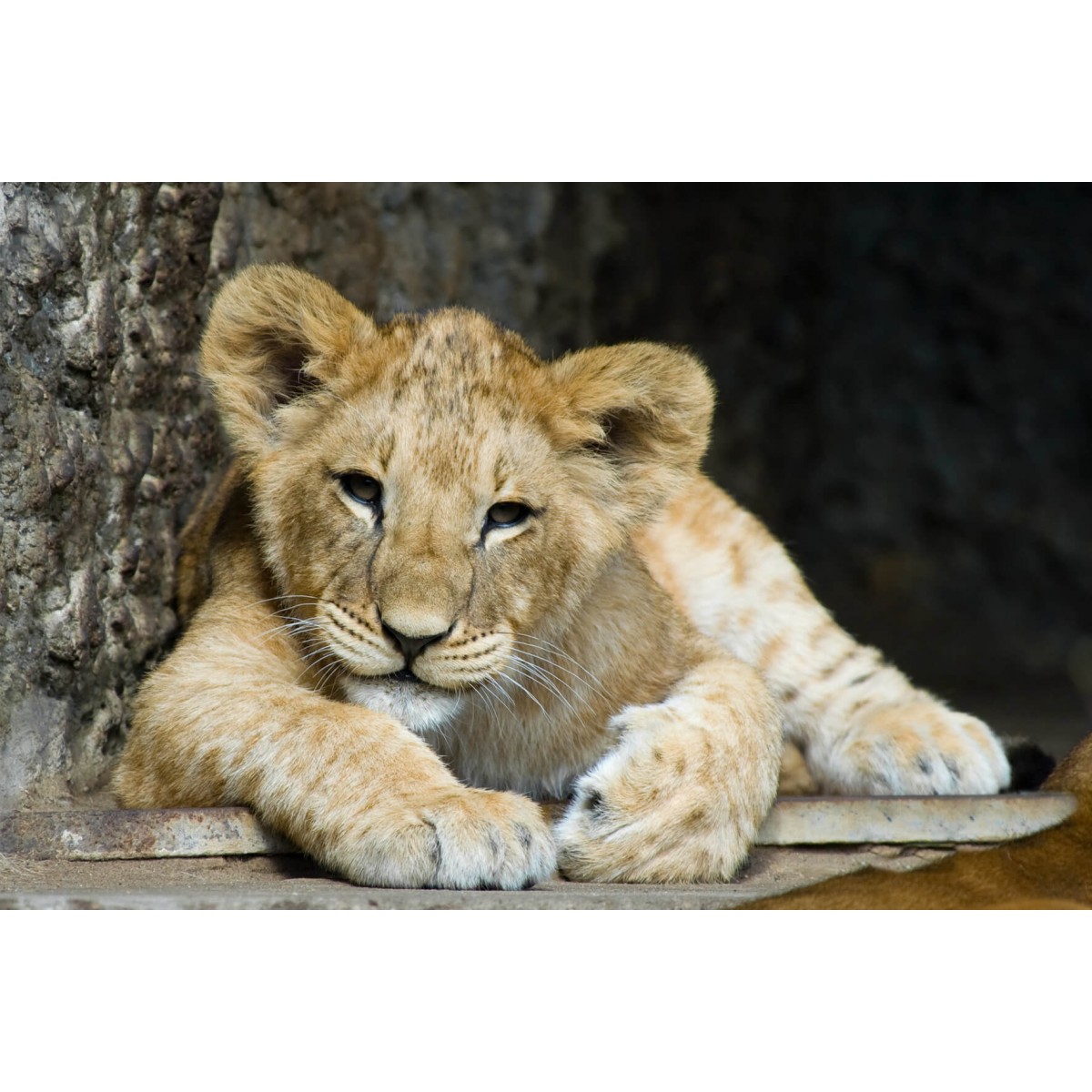 Tableau Mural Lion Cub ANIMAUX tableau en verre synthétique, CEANOTHE