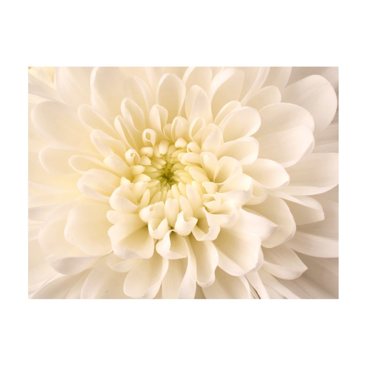 Papier peint intissé panoramique Fleurs Dahlia blanc multicouleur, EDEN